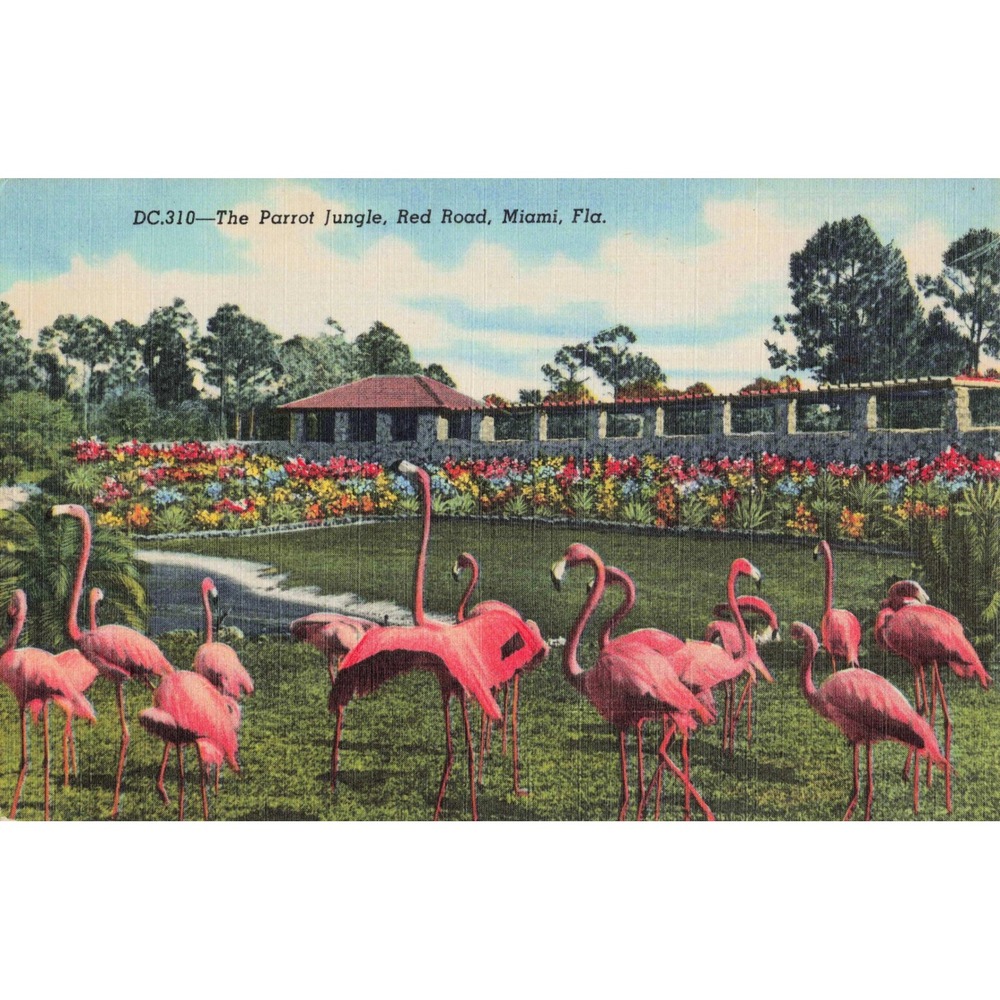 Vtg The Parrot Jungle Red Road Miami Florida Flamingos Linen Postcard DC.310 - Picture 1 of 2